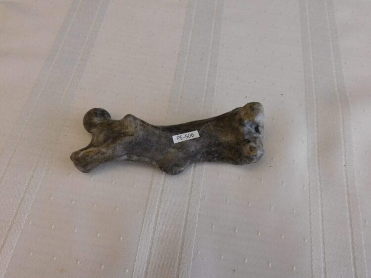 Castoroides Ohioensis - Giant Beaver Femur Fossil | Fossils & Artifacts for Sale | Paleo Enterprises | Fossils & Artifacts for Sale