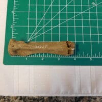 Castoroides Ohioensis - Giant Beaver Tibia Fossil | Fossils & Artifacts for Sale | Paleo Enterprises | Fossils & Artifacts for Sale