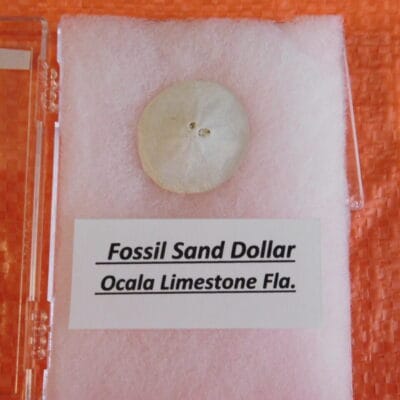 Fossil Sand Dollar Calcified