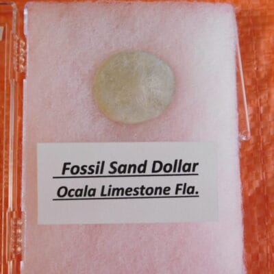 Fossil Sand Dollar Calcified