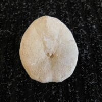 Fossil Sea Urchin Calcified | Fossils & Artifacts for Sale | Paleo Enterprises | Fossils & Artifacts for Sale
