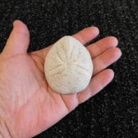 Fossil Sea Urchin Calcified | Fossils & Artifacts for Sale | Paleo Enterprises | Fossils & Artifacts for Sale