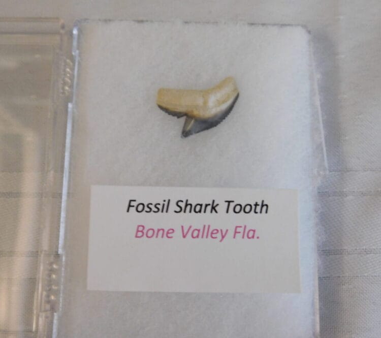 Fossil Shark Tooth - Bone Valley FL