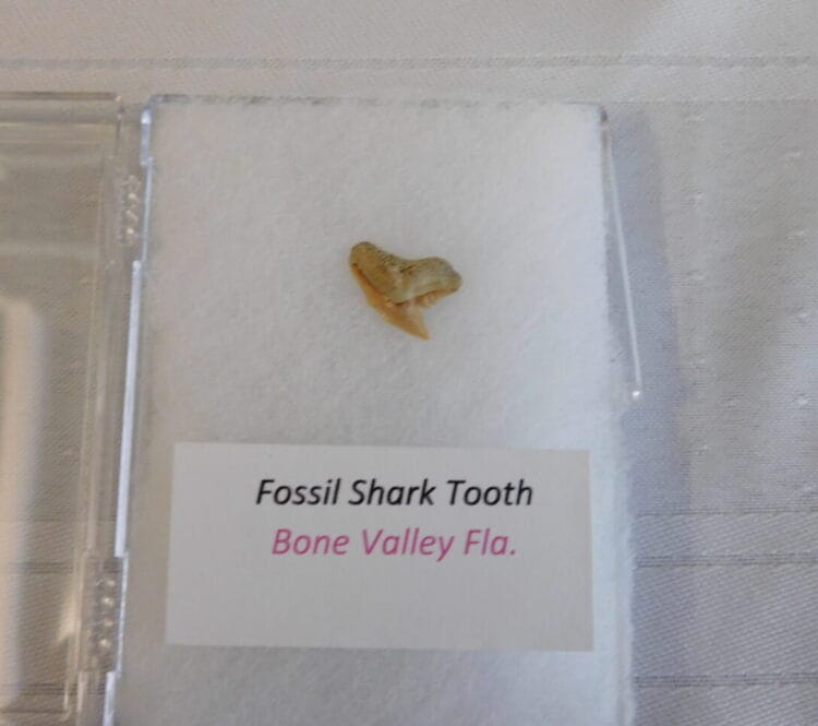Fossil Shark Tooth - Bone Valley FL