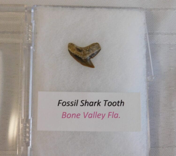 Fossil Shark Tooth - Bone Valley FL