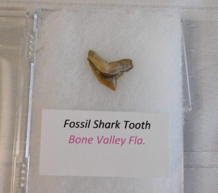 Fossil Shark Tooth - Bone Valley FL