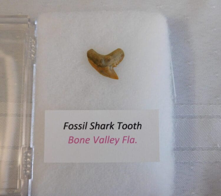 Fossil Shark Tooth - Bone Valley FL