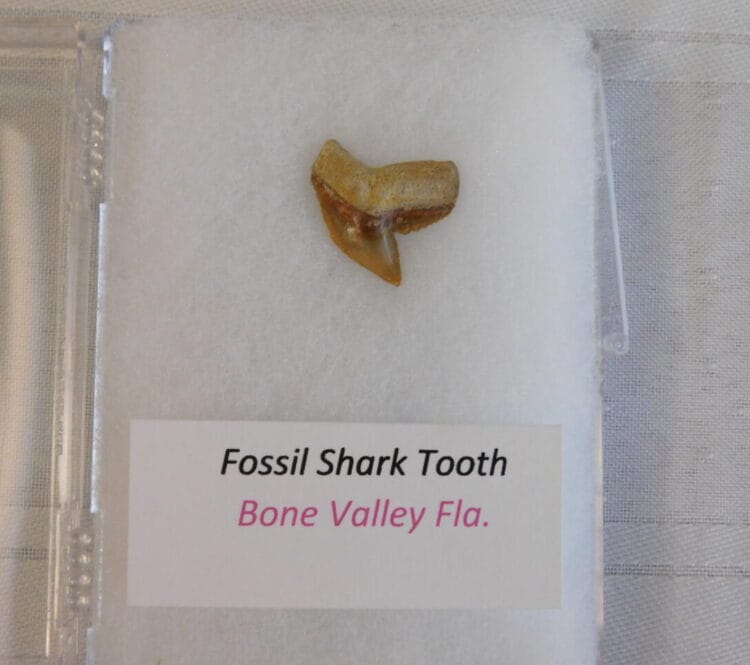 Fossil Shark Tooth - Bone Valley FL