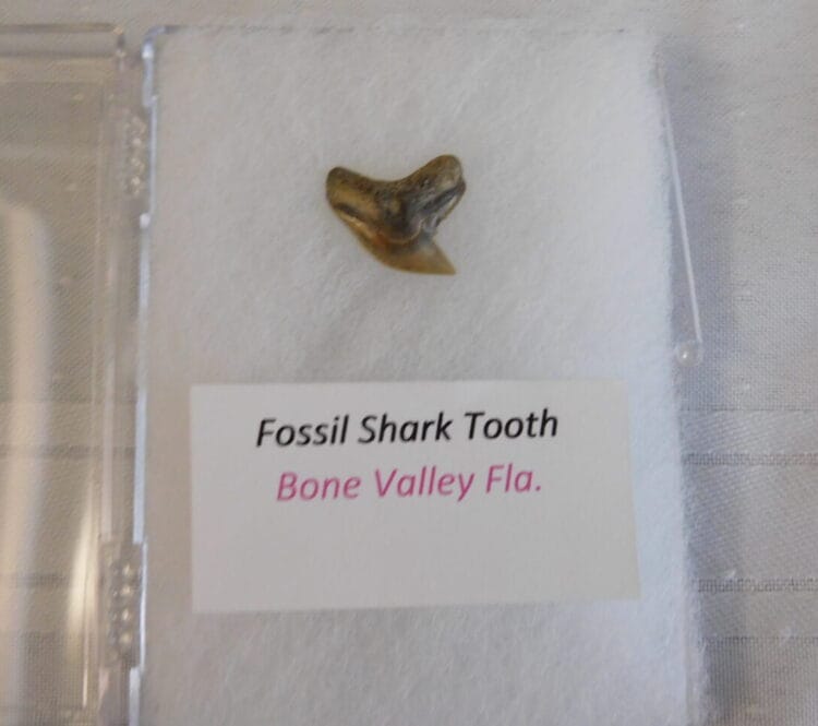 Fossil Shark Tooth - Bone Valley FL