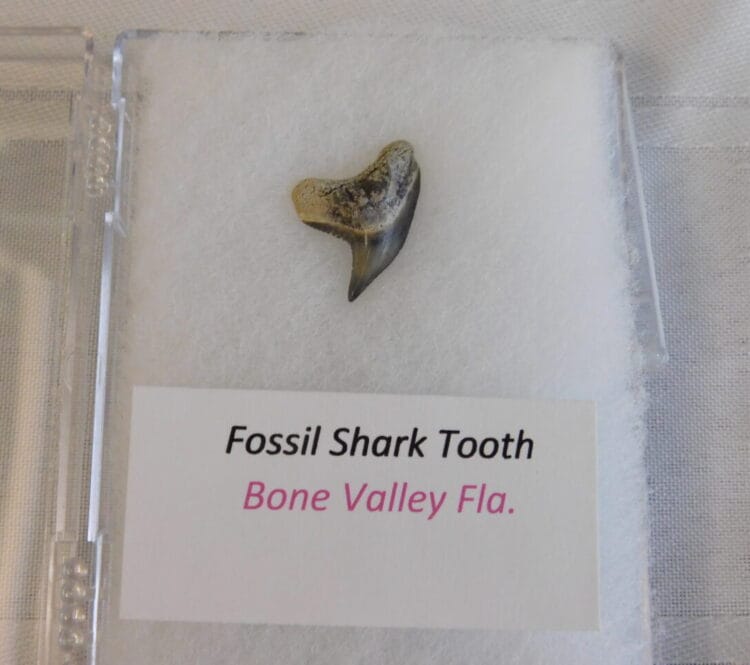 Fossil Shark Tooth - Bone Valley FL