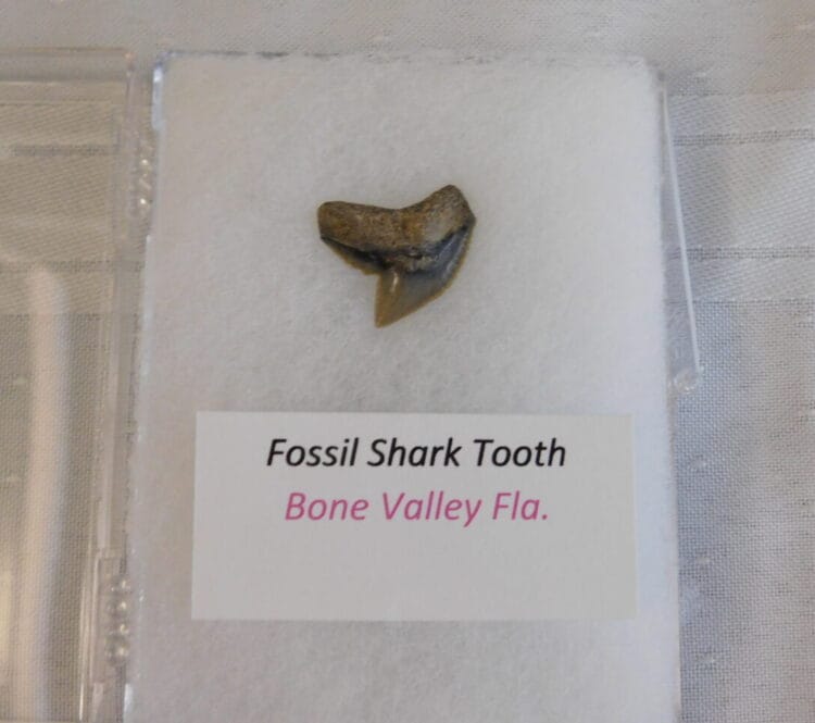 Fossil Shark Tooth - Bone Valley FL