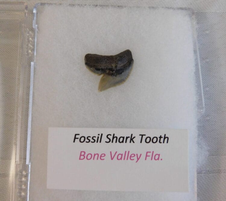 Fossil Shark Tooth - Bone Valley FL