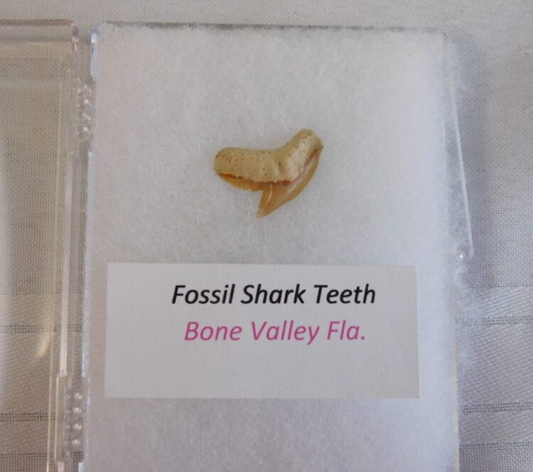 Fossil Shark Tooth - Bone Valley FL
