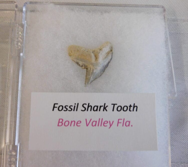 Fossil Shark Tooth - Bone Valley FL