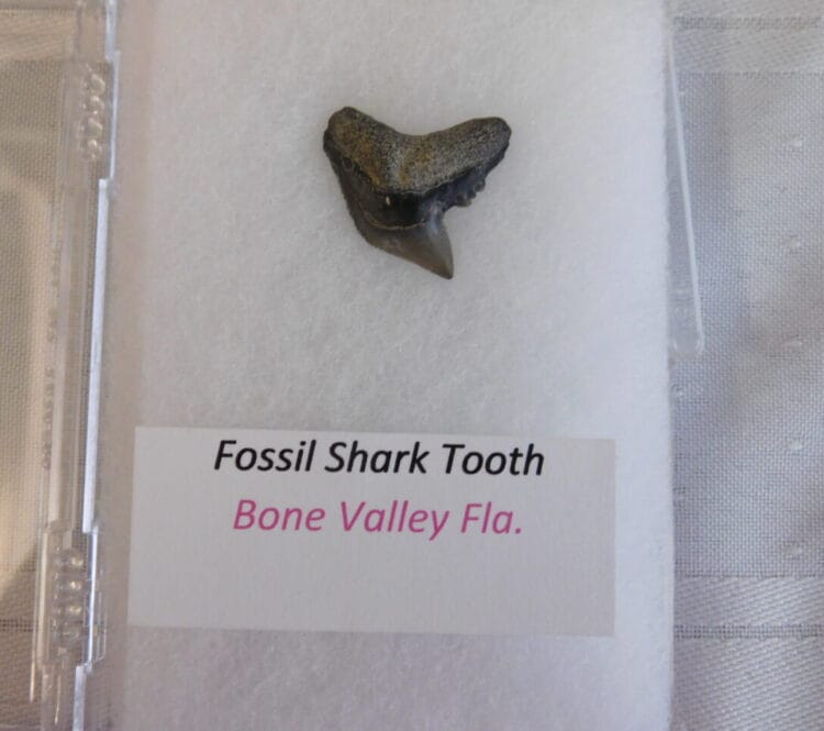 Fossil Shark Tooth - Bone Valley FL