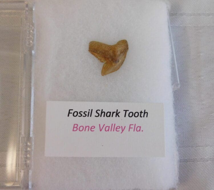 Fossil Shark Tooth - Bone Valley FL