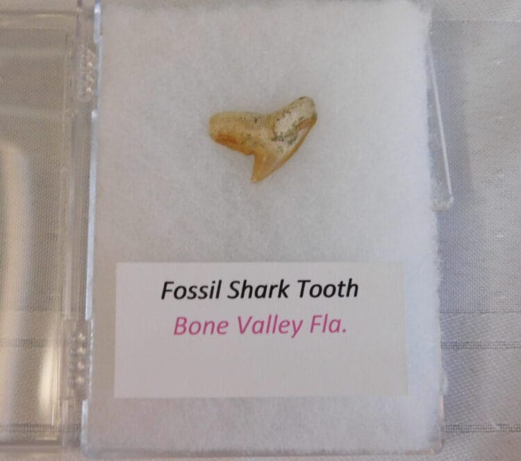 Fossil Shark Tooth - Bone Valley FL