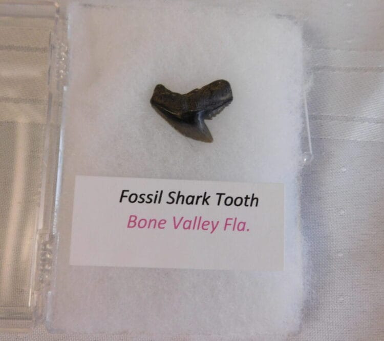 Fossil Shark Tooth - Bone Valley FL