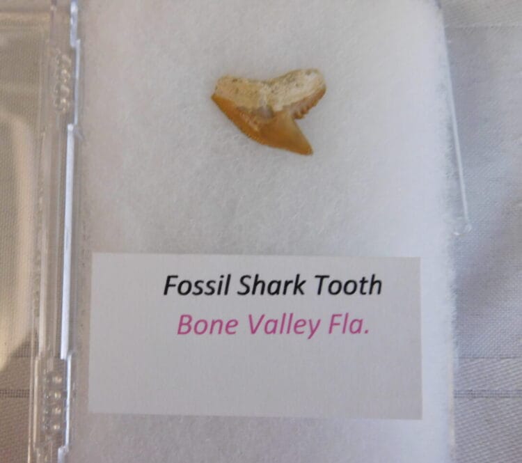 Fossil Shark Tooth - Bone Valley FL