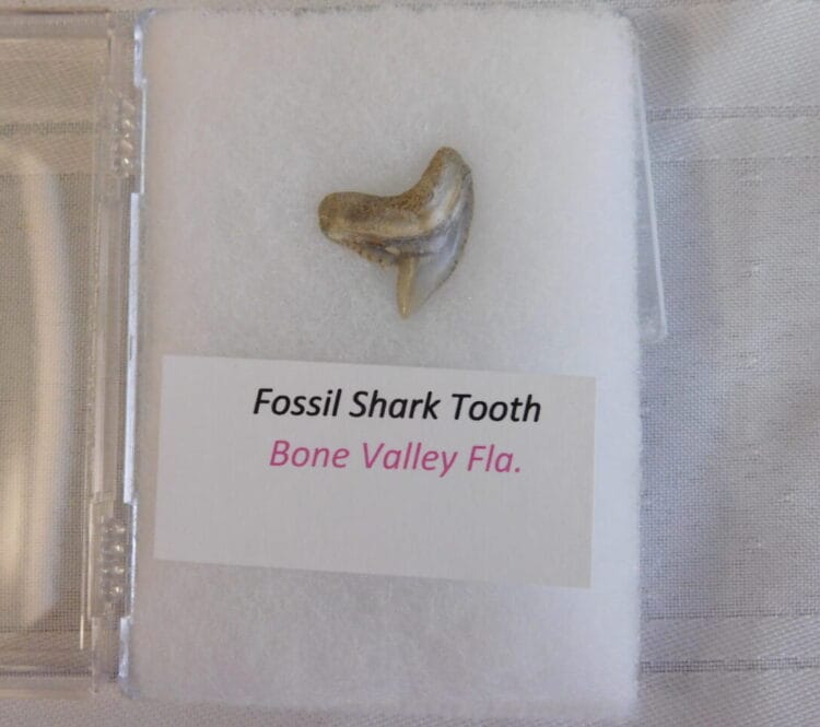 Fossil Shark Tooth - Bone Valley FL