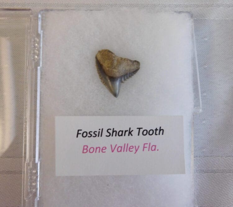 Fossil Shark Tooth - Bone Valley FL