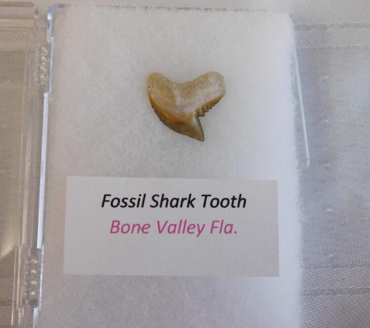 Fossil Shark Tooth - Bone Valley FL