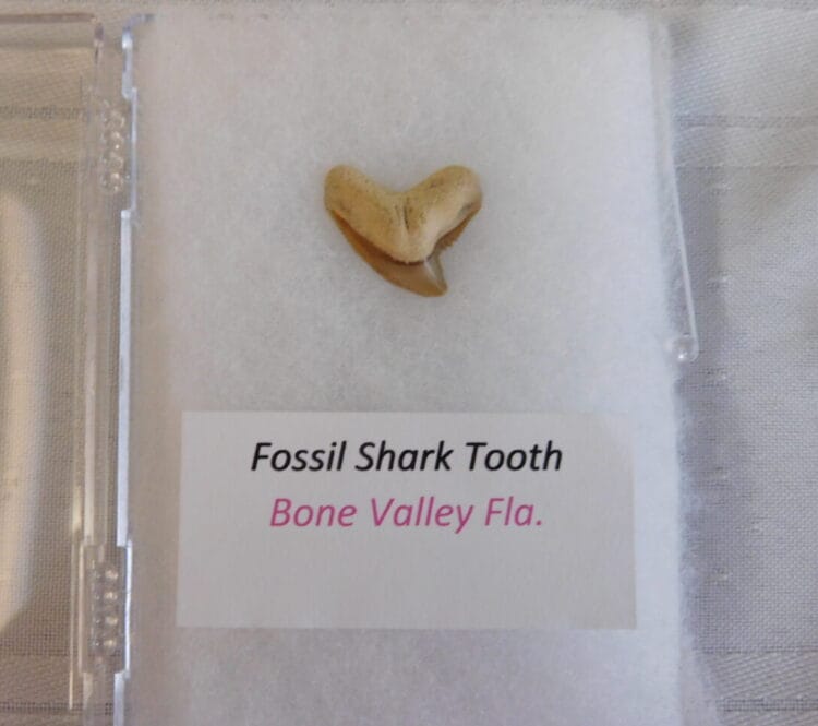 Fossil Shark Tooth - Bone Valley FL