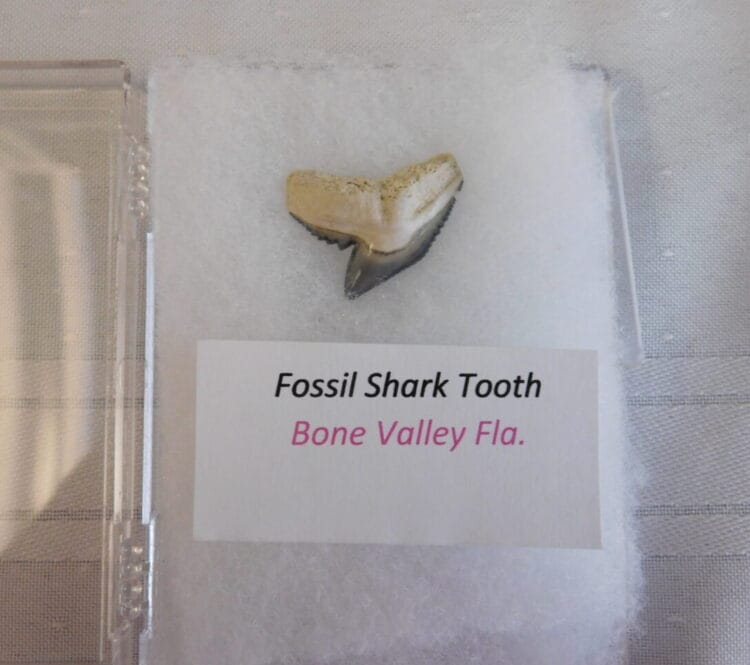 Fossil Shark Tooth - Bone Valley FL