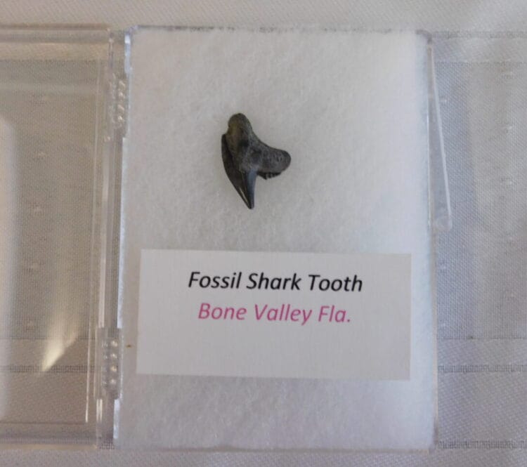 Fossil Shark Tooth - Bone Valley FL