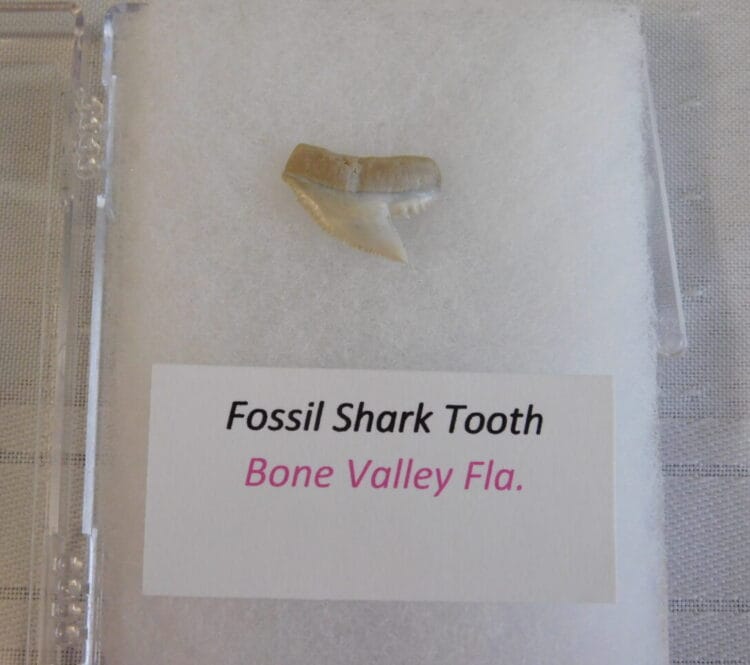 Fossil Shark Tooth - Bone Valley FL