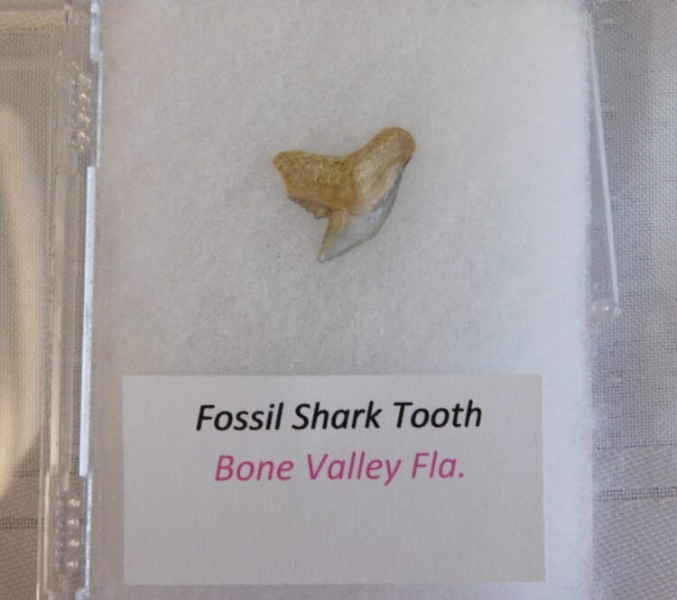 Fossil Shark Tooth - Bone Valley FL