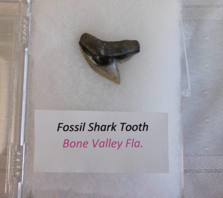 Fossil Shark Tooth - Bone Valley FL