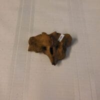 Giant Armadillo Atlas Vertebrae | Fossils & Artifacts for Sale | Paleo Enterprises | Fossils & Artifacts for Sale