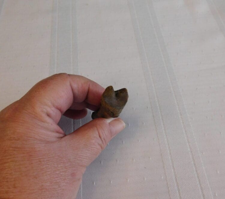 Giant Beaver Toe Bone Fossil - Fossils & Artifacts for Sale | Paleo ...