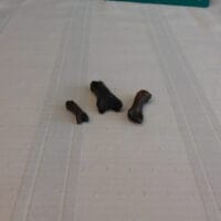 Giant Beaver Toe Bone Fossils | Fossils & Artifacts for Sale | Paleo Enterprises | Fossils & Artifacts for Sale