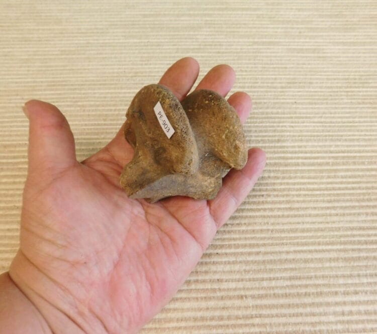 Horse Astragalus Ankle Bone Pleistocene Fossil | Fossils & Artifacts for Sale | Paleo Enterprises | Fossils & Artifacts for Sale