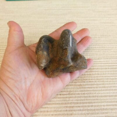 Horse Astragalus Ankle Bone Pleistocene Fossil