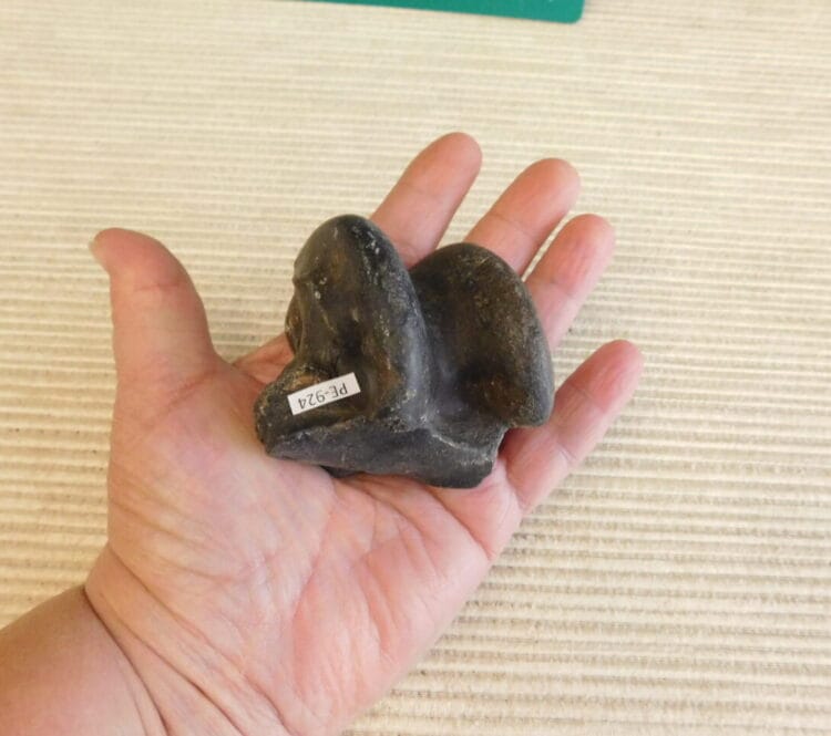 Horse Astragalus Ankle Bone Pleistocene Fossil | Fossils & Artifacts for Sale | Paleo Enterprises | Fossils & Artifacts for Sale