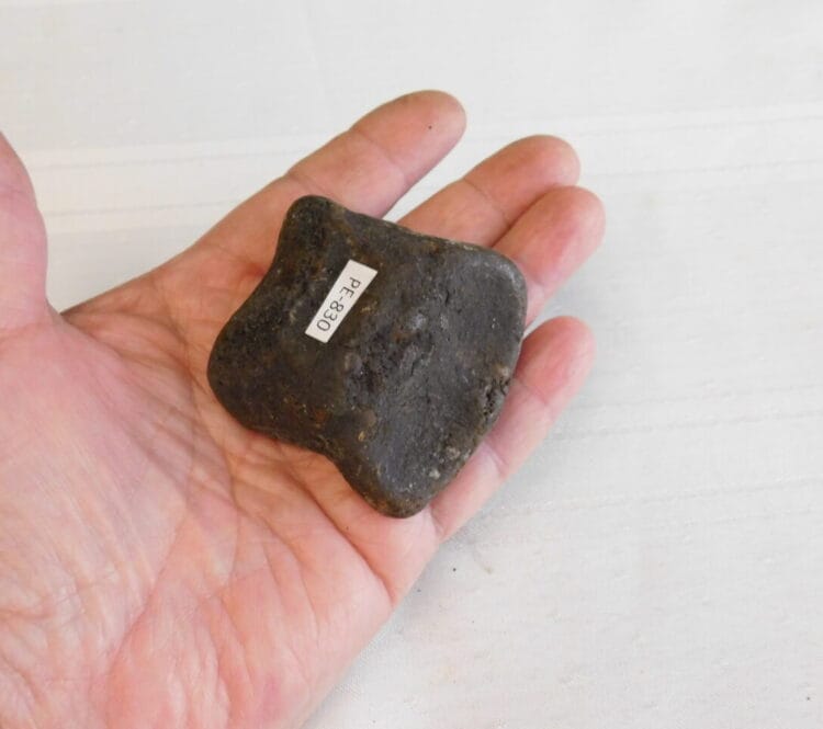 Horse Toe Bone Pleistocene Fossil | Fossils & Artifacts for Sale | Paleo Enterprises | Fossils & Artifacts for Sale