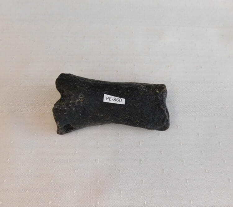 Horse Toe Bone Pleistocene Fossil | Fossils & Artifacts for Sale | Paleo Enterprises | Fossils & Artifacts for Sale