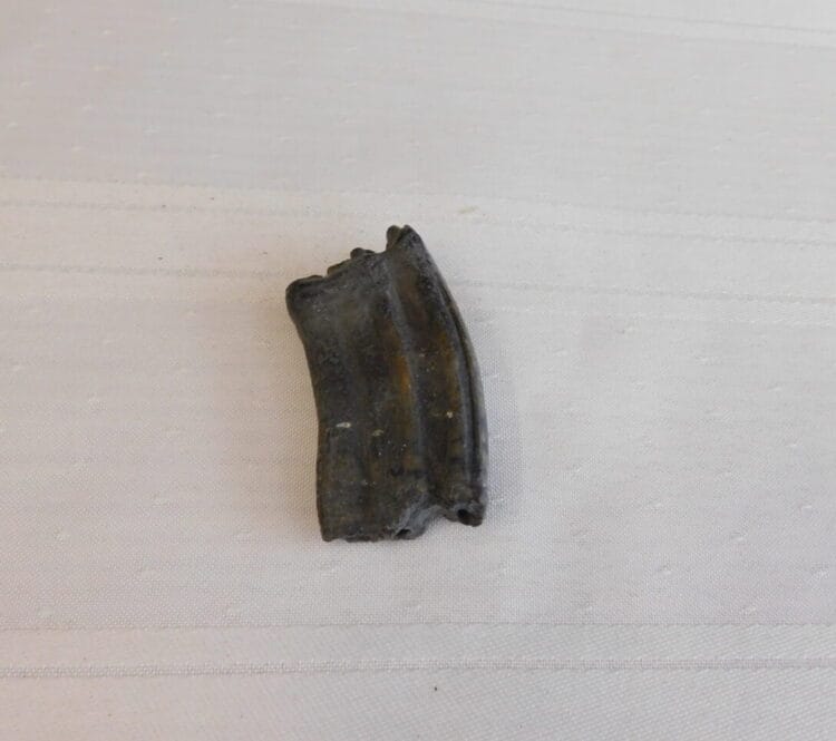 Horse Tooth Pleistocene Fossil | Fossils & Artifacts for Sale | Paleo Enterprises | Fossils & Artifacts for Sale