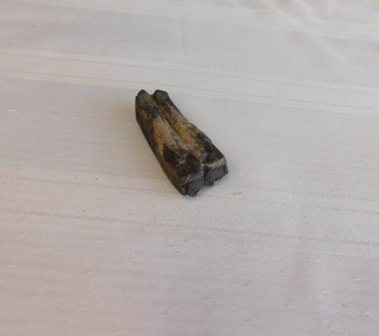Horse Tooth Pleistocene Fossil | Fossils & Artifacts for Sale | Paleo Enterprises | Fossils & Artifacts for Sale