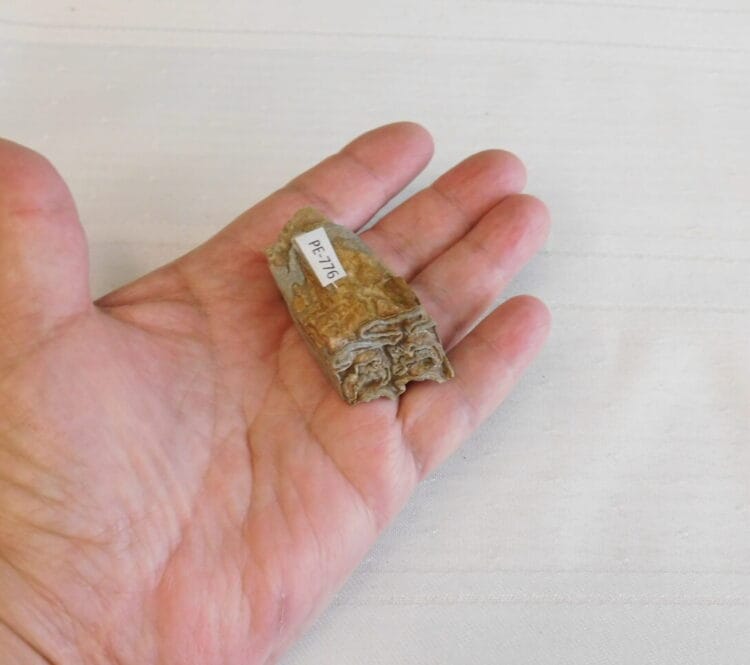 Horse Tooth Pleistocene Fossil