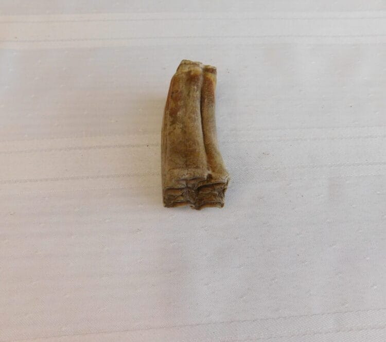 Horse Tooth Pleistocene Fossil