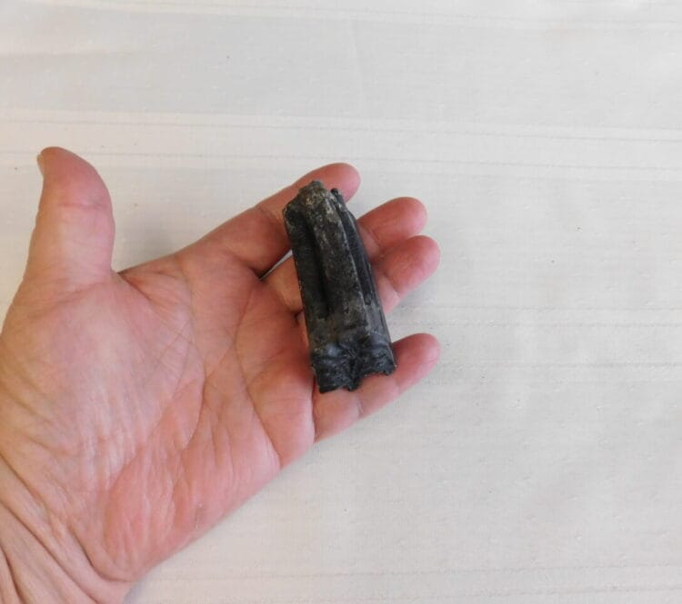 Horse Tooth Pleistocene Fossil