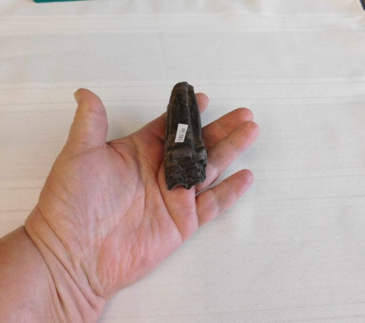 Horse Tooth Pleistocene Fossil