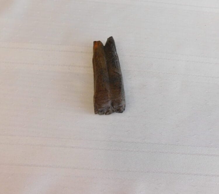Horse Tooth Pleistocene Fossil