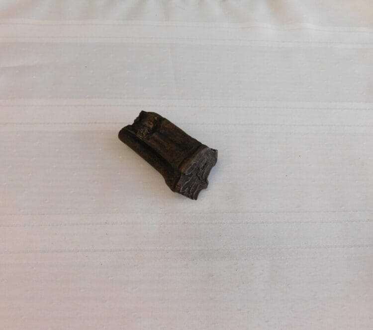 Horse Tooth Pleistocene Fossil