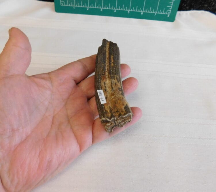 Horse Tooth Pleistocene Fossil