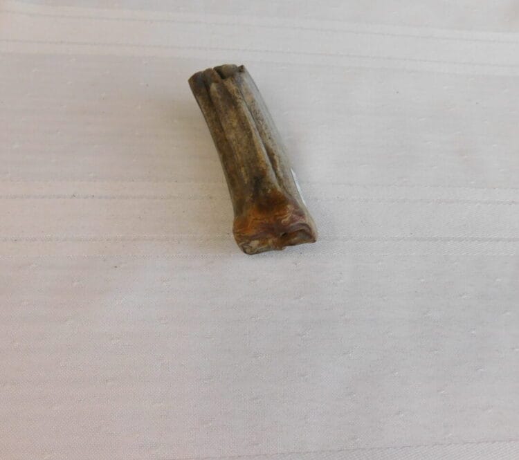Horse Tooth Pleistocene Fossil